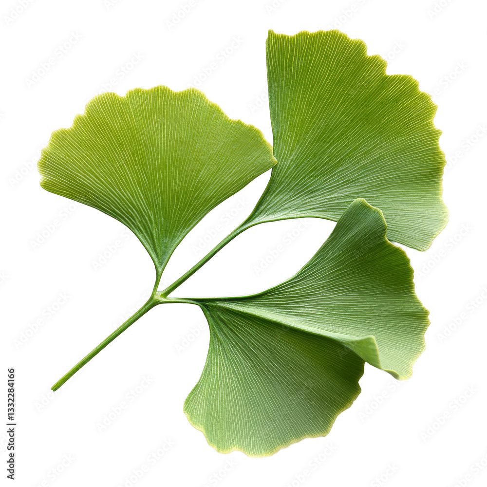 Fototapeta premium Ginkgo leaf png on transparent background isolated foliage art nature study