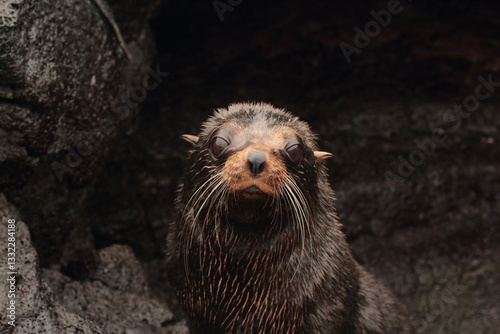 close up of a galapagos fur seal