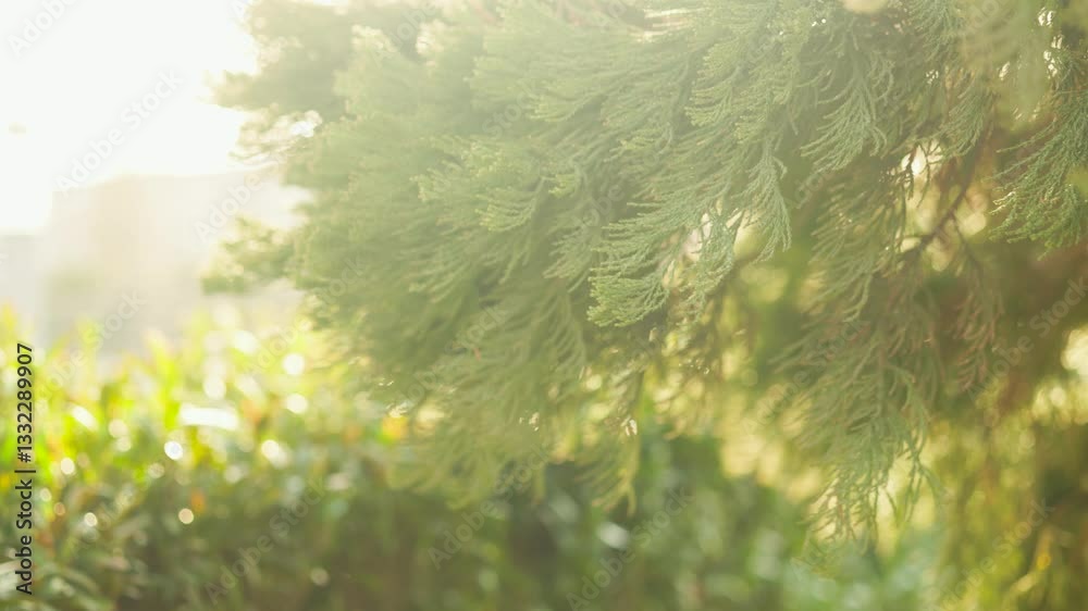green branch of coniferous tree close-up at sunset. natural background.
