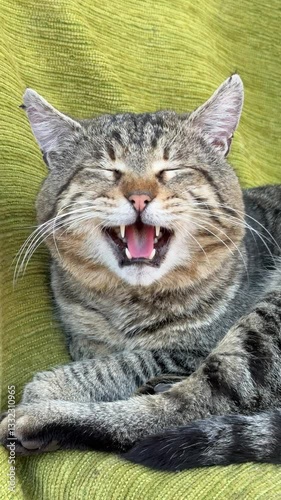 Meowing and yawning cat, vertical video.