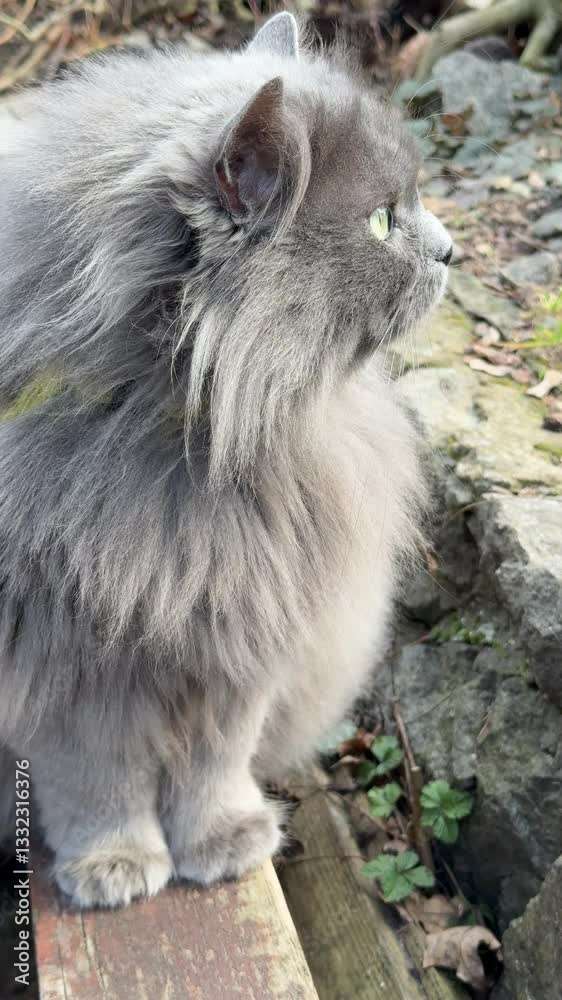 Very furry cat, vertical video. Very furry cat, vertical video.