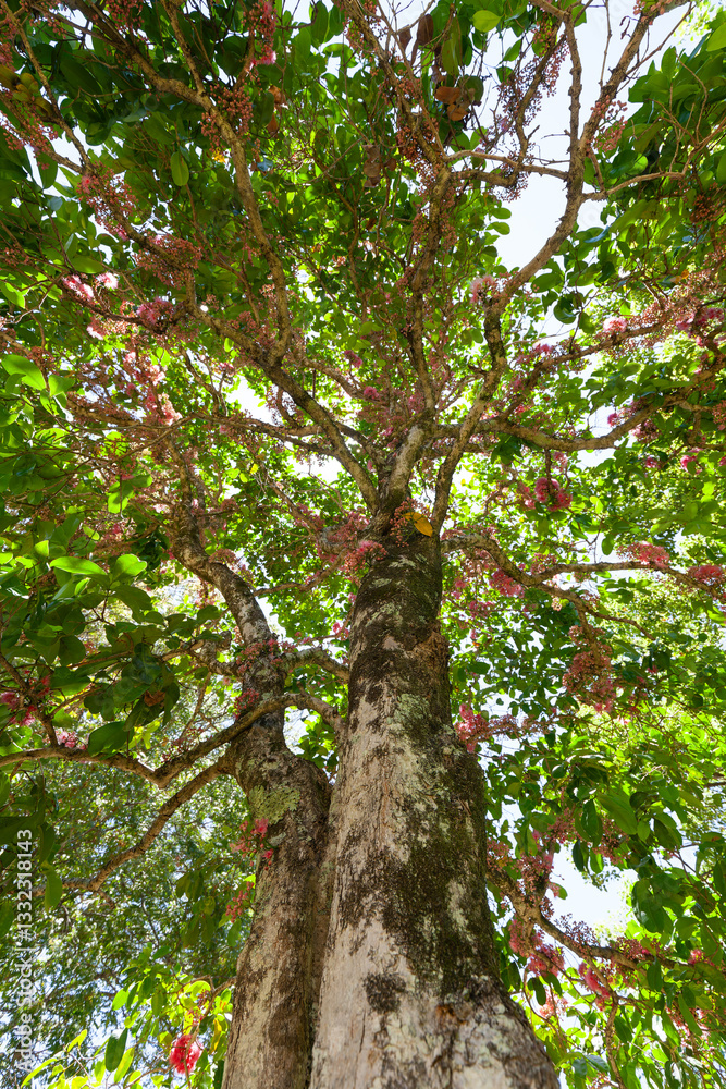 Coolamon Syzygium moorei tree or Watermelon Tree is endemic to Northern NSW Australia. At Mullumbimby Town. Coolamon Syzygium moorei tree or Watermelon Tree is endemic to Northern NSW Australia. At Mullumbimby Town.