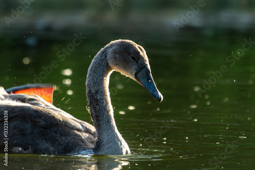 Fototapeta Naklejka Na Ścianę i Meble -  Jeune cygne tuberculé sur l'eau (Cygnus olor)