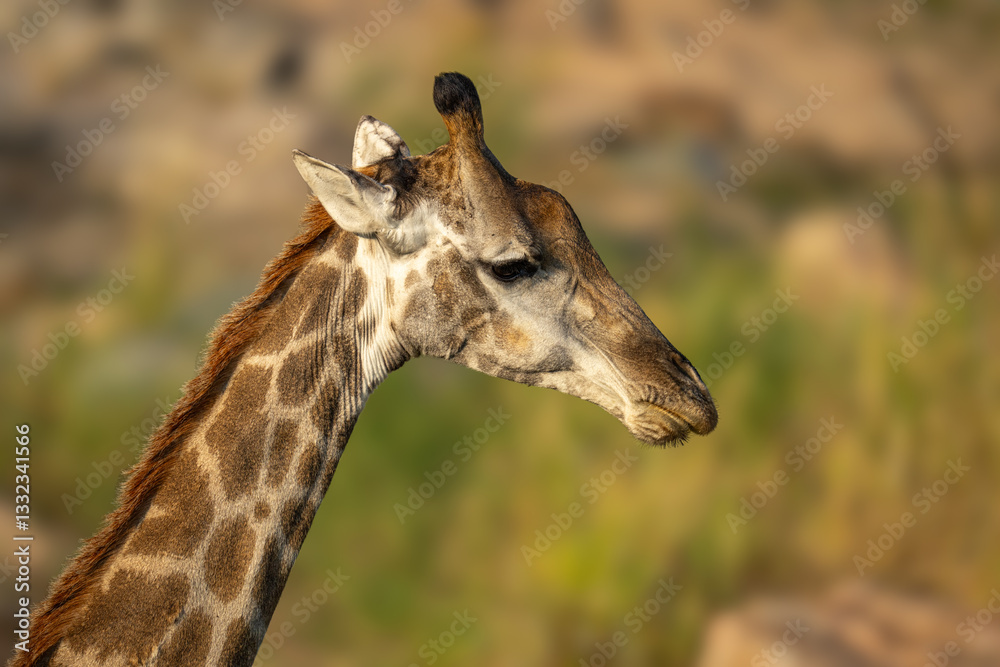 Obraz premium Close-up of southern giraffe standing looking down