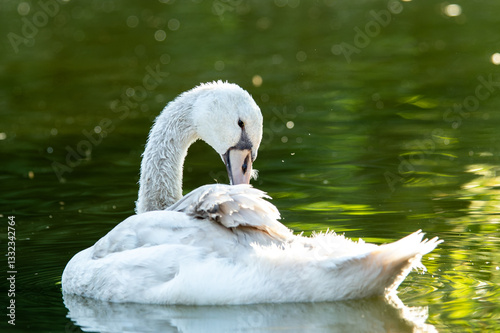 Fototapeta Naklejka Na Ścianę i Meble -  Jeune cygne tuberculé sur l'eau (Cygnus olor)