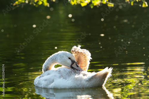 Fototapeta Naklejka Na Ścianę i Meble -  Jeune cygne tuberculé sur l'eau (Cygnus olor)