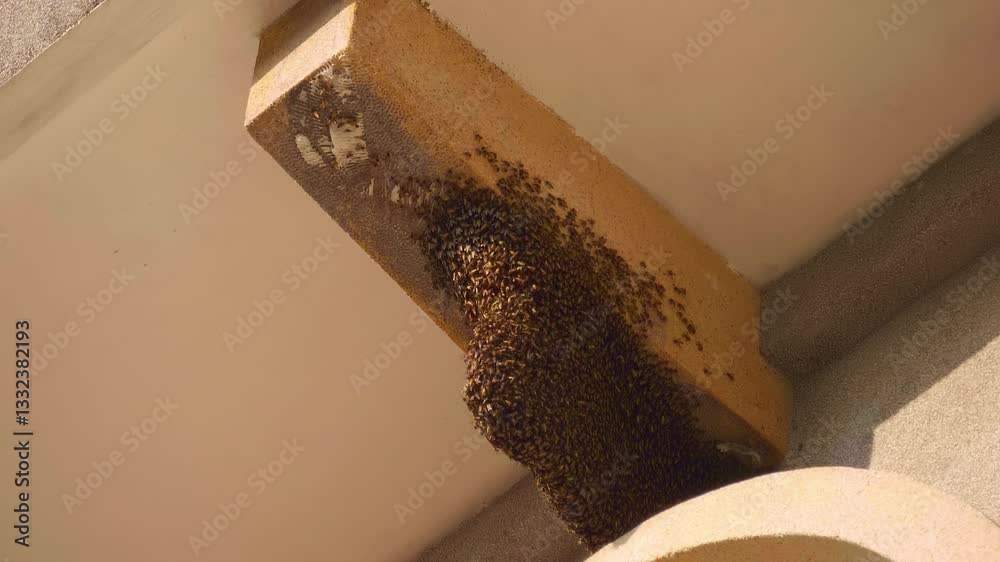 Wild bees built their hive under the roof of a Phu Cam Cathedral in Hue, Vietnam