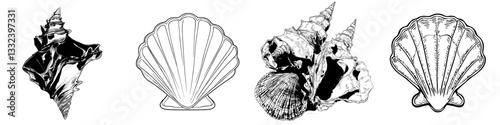 A vibrant scallop seashell is depicted in a modern sketch style illustration, set against a clean white background, showcasing a realistic hand-drawn representation of a saltwater scallop, clam, and
