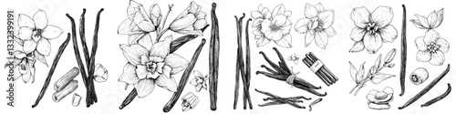 A set of Vanilla pods and sticks accompanied by a Vanilla flower, depicted in a hand-drawn sketch isolated on a white background, representing kitchen herbs and spices