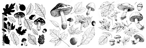 Modern sketch icons of autumn leaves, mushrooms, and acorns are available, featuring maple, oak, willow, birch, ash, and poplar tree leaves in a fall foliage set, along with cep, lump, and agaric