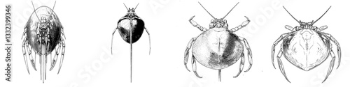 A modern illustration of a Xiphosura horseshoe crab is depicted in a sketch engraving style, suitable for a T-shirt apparel print design, created using a scratch board imitation technique, resulting