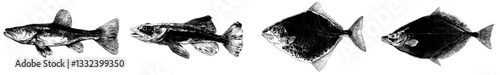 A modern fish is depicted in a hand-drawn black and white illustration