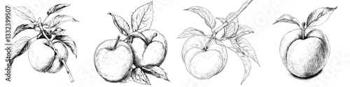 Apples drawn by hand, set against a white backdrop, in a contemporary sketch style
