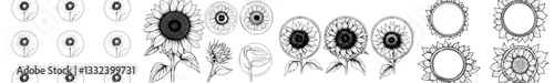 The set features a hand-drawn sketch of a sunflower in a modern outline illustration
