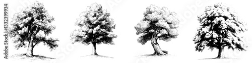 A modern illustration featuring a hand drawn oak tree rendered in black and white ink