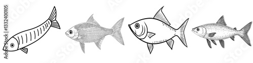 A pilchard is depicted in an ink sketch of a sardine, which is essentially a small herring, shown in a hand-drawn modern illustration of a fish isolated on a white background in a retro style