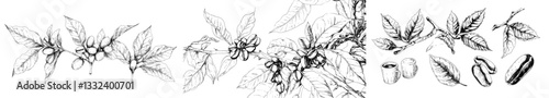 The sketch of a coffee plant, replete with leaves and flowers, is a modern take on botanical elements, highlighting the tropical crop that provides the key ingredient for a caffeine beverage
