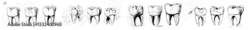 A collection of human teeth is depicted in a hand-drawn sketch, showcasing various types, including fangs and molars, as part of a dentist's graphic template for dental oral care and toothache