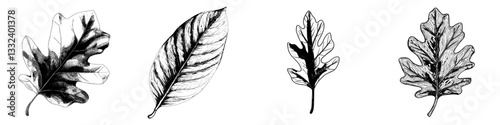 Illustrate a modern autumnal elm leaf, featuring a fallen ulmus tree leaf with brown hue, streaks, and notches, presented as a hand-drawn design element on a white background