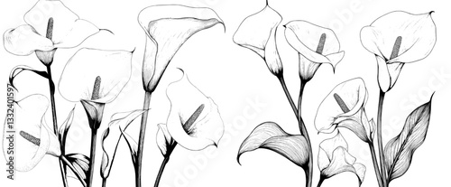A hand-drawn doodle style illustration featuring a set of calla lilies