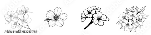 Cherry flower blossom, botanical art. Spring almond, sakura, apple tree branch, hand-drawn doodle modern illustration. Cute black ink art, isolated on white background. Realistic floral bloom sketch