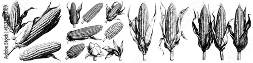 A modern illustration set of hand drawn corn, featuring an isolated vegetable in engraved style, is suitable for farm market products and can be used for menus, icons, or to represent biodegradable