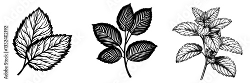 A hand-drawn graphic clipart of Spearmint is presented on a white isolated background in a modern illustration of mint leaves, accompanied by linear drawings of peppermint, outline sketches of