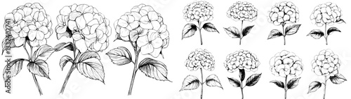 Elegant flower sketches, including a one-line drawing of Hydrangea, are showcased in black contour ink, perfect for incorporating into wedding invitations and greeting cards as a modern isolated