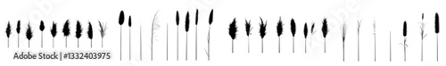 A modern art illustration featuring a silhouette design of pampas grass