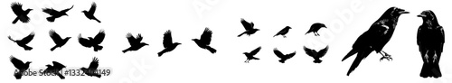 Six separate raven outlines on a white backdrop