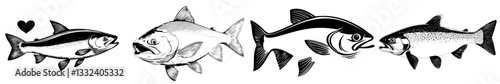 A modern illustration of herring in monochrome black and white is depicted, alongside Atlantic fish Shad in a linear sketch that is hand drawn, as well as sardine and smelt sea fish created using