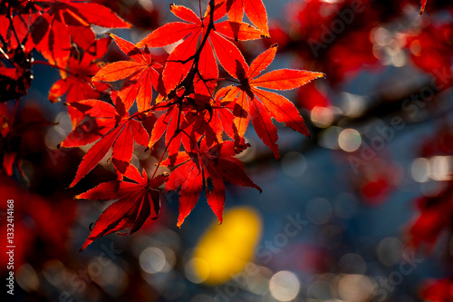 Colourful maple leaves in autumn season color when the leaves change colorful of is in the park, green, yellow, orange and red discoloration
