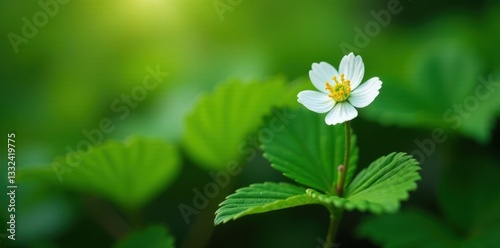 Single white strawberry flower emerging amidst lush foliage , plant, innocent