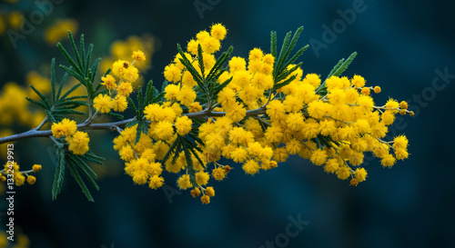 Flowering branch with yellow flowers of mimosa tree with green leaves on dark background. Blooming mimosa branch with fluffy yellow flowers. Spring floral background with acacia dealbata photo