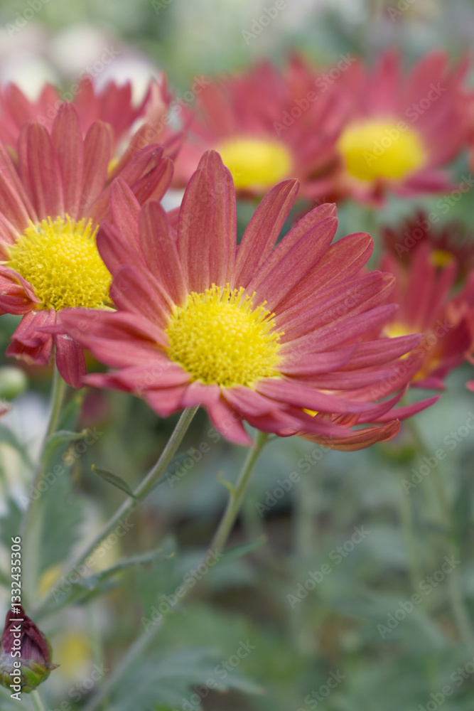 Obraz premium Beautiful Red chrysanthemum flowers closeup in the winter garden, Closeup of Chrysanthemum flower, Field of the Red Chrysanthemum, Beautiful Red flower blooming in nature.