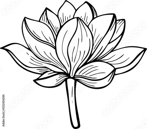 handdrawn of lotus flower vector