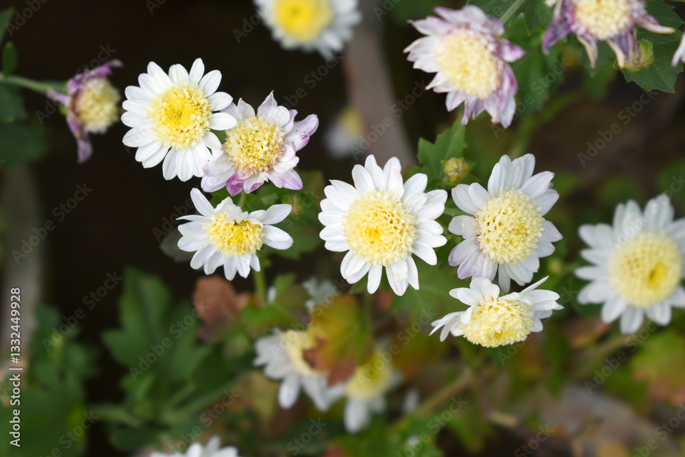 Beautiful white chrysanthemum flowers closeup in the winter garden, Closeup of Chrysanthemum flower, Field of the white Chrysanthemum, Beautiful white flower blooming in nature. Beautiful white chrysanthemum flowers closeup in the winter garden, Closeup of Chrysanthemum flower, Field of the white Chrysanthemum, Beautiful white flower blooming in nature.