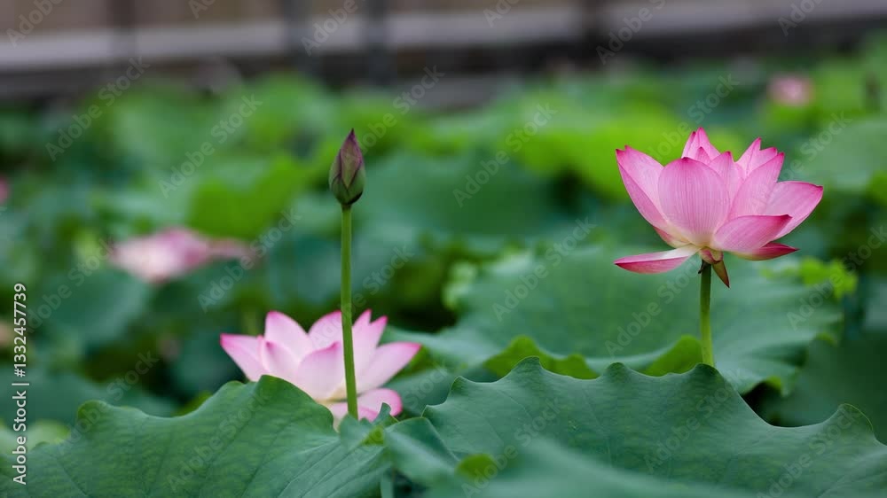 4k Video of Beautiful Lotus Flower Swaying With Dew on Lotus Leaves in Summer Aesthetic Landscape 4k Video of Beautiful Lotus Flower Swaying With Dew on Lotus Leaves in Summer Aesthetic Landscape