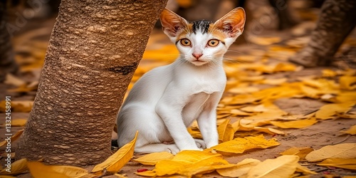 Adorable White Kitten with Orange Patches Sitting Amidst Autumn Leaves