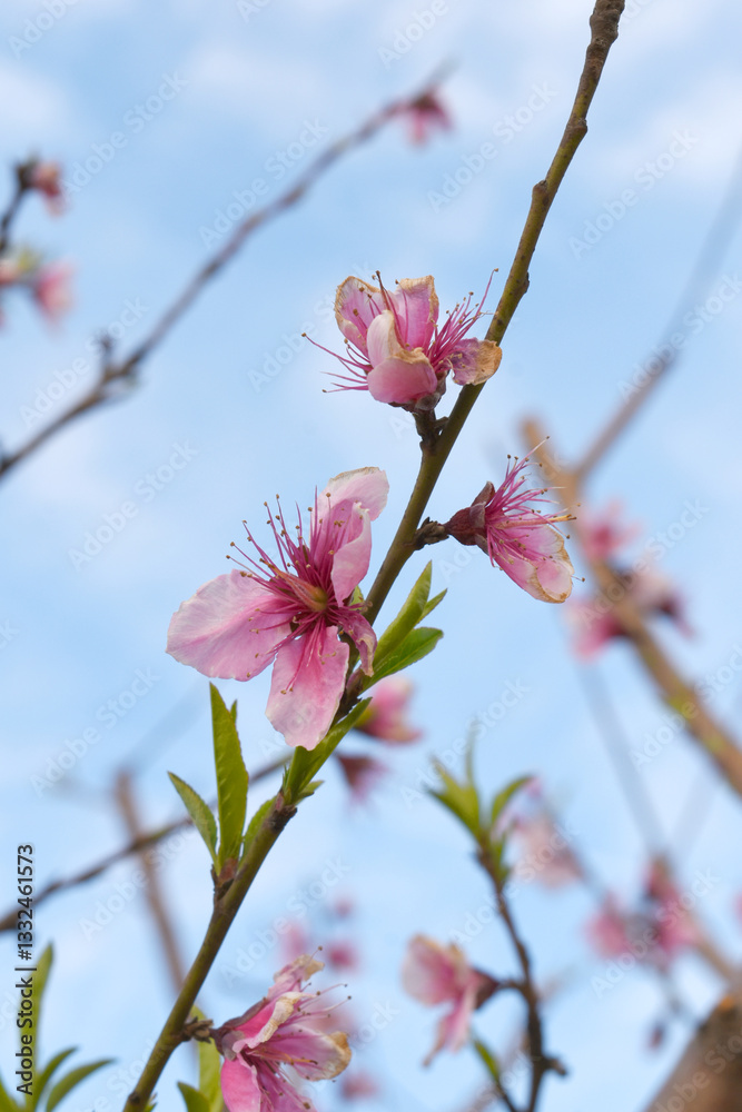 Beautiful Pink Peach Blossoms in a Garden, Pink Peach Flowers Blooming on Peach Tree, Beautiful peach flowers close up - as background, Flowering branch of fruit flower closeup Beautiful Pink Peach Blossoms in a Garden, Pink Peach Flowers Blooming on Peach Tree, Beautiful peach flowers close up - as background, Flowering branch of fruit flower closeup