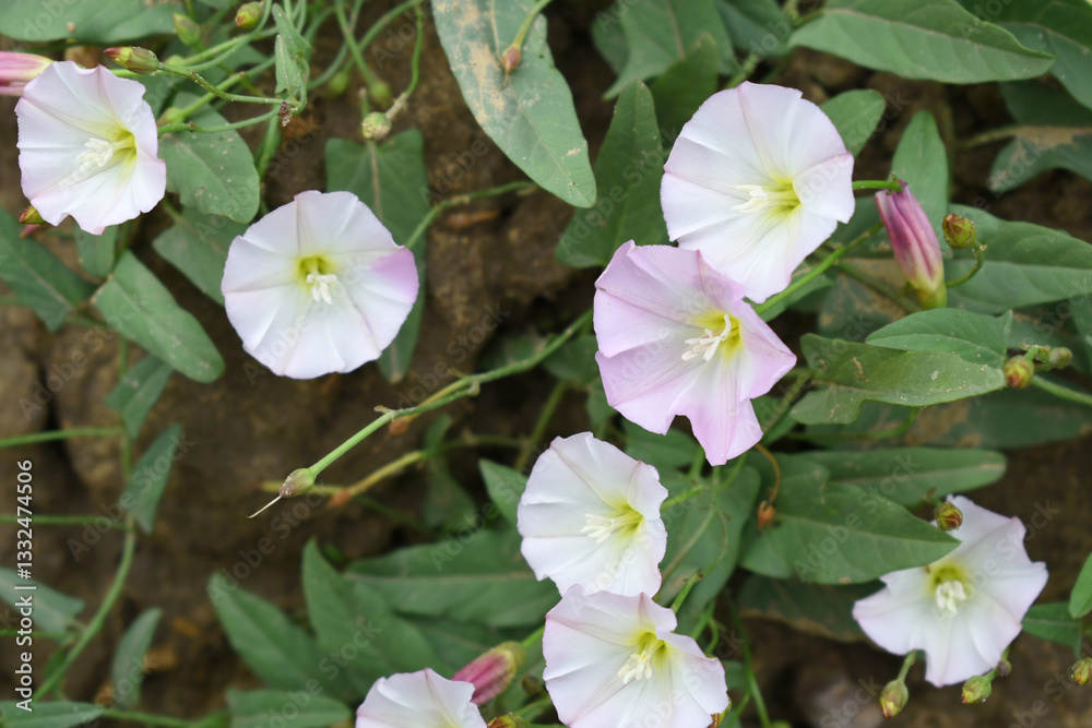 Field bindweed or Convolvulus arvensis or European bindweed or Creeping Jenny with open flowers surrounded with dense green leaves, closeup of Field bindweed flower Field bindweed or Convolvulus arvensis or European bindweed or Creeping Jenny with open flowers surrounded with dense green leaves, closeup of Field bindweed flower