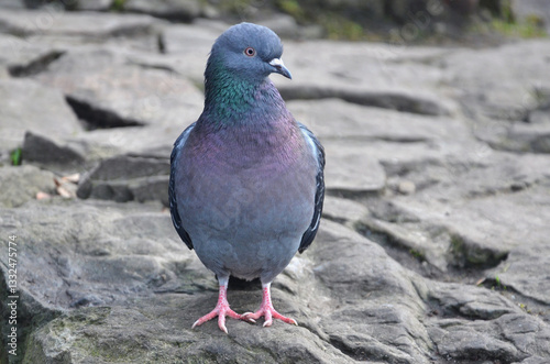 Wild rock pigeon standing on the stone . Closeup photo outdoors. Fauna , city dove, birds ,wildlife concept. Free copy space. photo