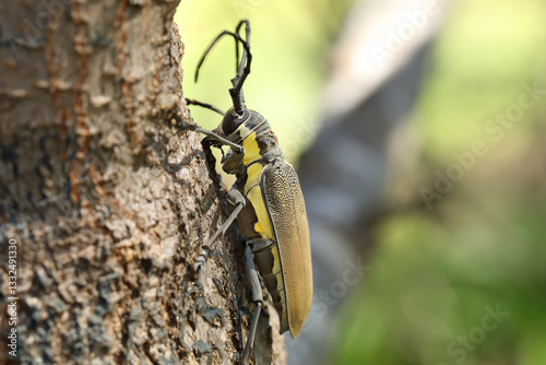 Mango Tree Borer, Batocera rufomaculata (Coleoptera: Cerambycidae) is one of the main stem pests of ficus and mango trees