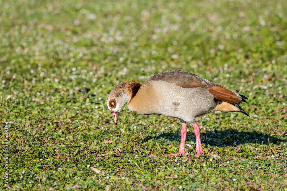 Egyptian Goose on grass at lake Max-Eyth-See shore, Stuttgart, Germany