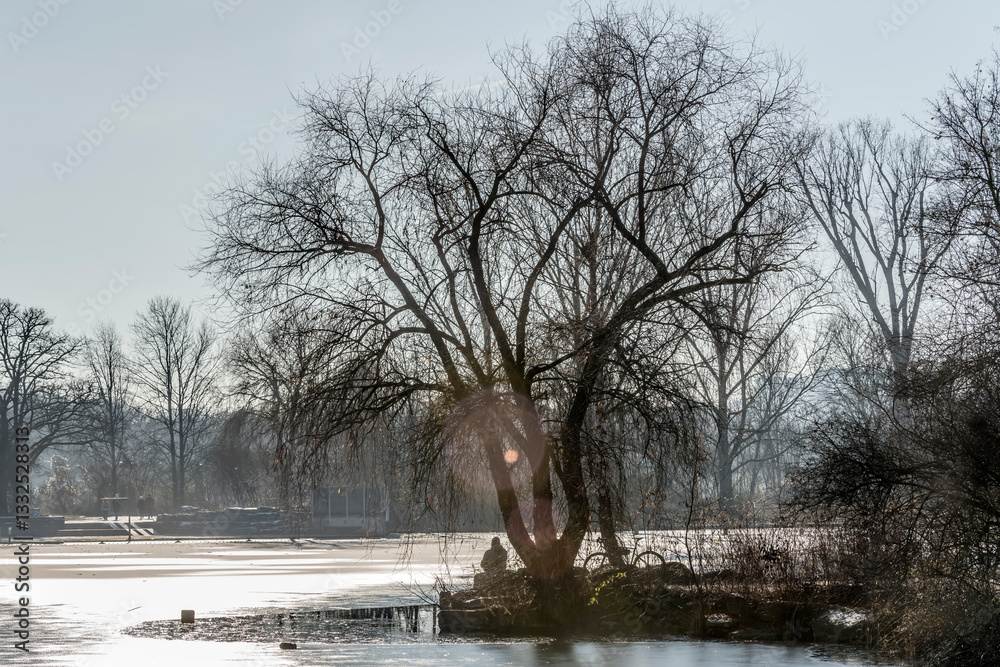 big tree on shore at frozen Max-Eyth-See lake, Stuttgart, Germany
