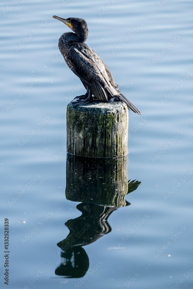 Cormoran on pole at lake Max-Eyth-See in urban park, Stuttgart, Germany