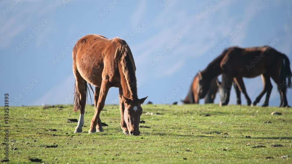 4k Video of Ponies Grazing on the Hills Behind Qiongkushtai in Ili Region During a Sunny Day 4k Video of Ponies Grazing on the Hills Behind Qiongkushtai in Ili Region During a Sunny Day