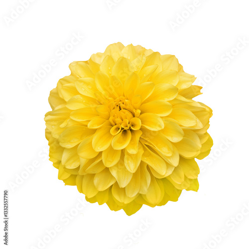 Yellow dahlia flower isolated on transparent background.
