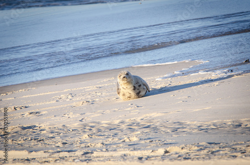 Sleepy Atlantic Grey seal resting on the beach