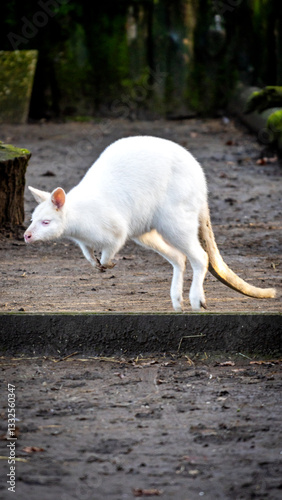 A white kangaroo is jumping over a wooden board